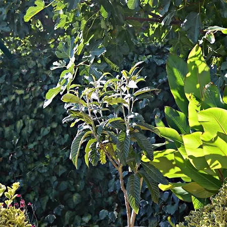 Ra * زابوريتش